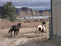 Bugz, the survivor of the Reno horse massacre, and Spirit, another rescued mustang, at their home near the range.