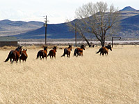 The mustangs of Misfits Flat in Nevada, where the famous Marilyn Monroe movie about cruel wild horse round-ups was filmed in 1960.  Today, the herd still ekes out a living, as civilization lurks and protections vanish.